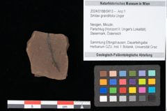 Foto (Objekt + Etikett) von Smilax grandifolia Unger (NHMW-GEO-2024-0188-0413)